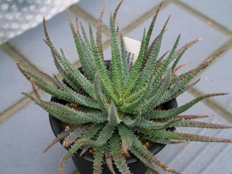 Aloe parvula