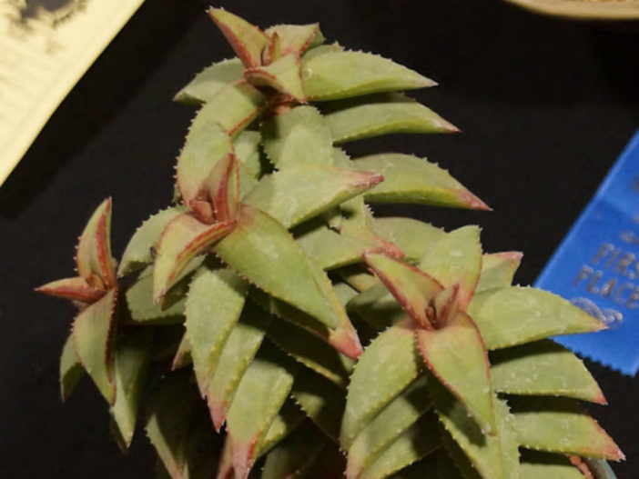 Aloe pearsonii - Pearson's Aloe