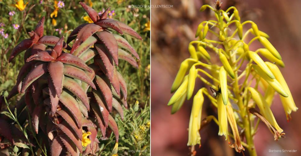 Aloe pearsonii (Pearson's Aloe) - World of Succulents