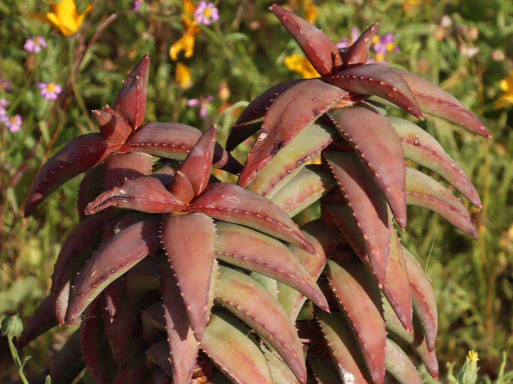 種100粒 ペアルソニー Aloe pearsonii Aloe pearsonii (Pearson's Aloe) - World of Succulents