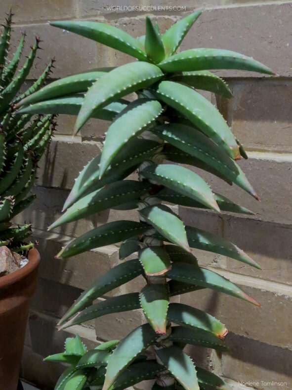 Aloe pearsonii, commonly known as Pearson's Aloe