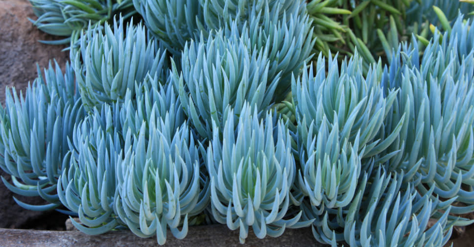 Blue Chalk Sticks: One of the Favorite Succulents for Landscape Designs