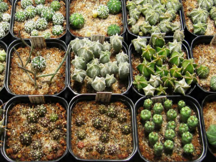 Cacti and Succulent Propagation - Propagation by Seed