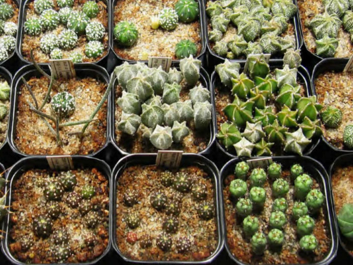 تقنيات إكثار الصبار والعصارة: التكاثر بالبذور Cacti-and-Succulent-Propagation-Propagation-by-Seed-702x527