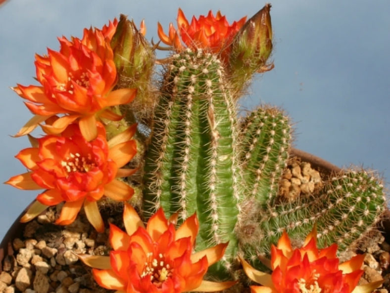 Echinopsis 'Cactus Art' (Peanut Cactus) aka Echinopsis chamaecereus 'Cactus Art' or x Chamaelobivia 'Cactus Art'