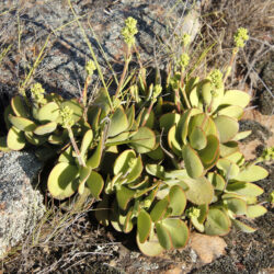 Crassula atropurpurea var. watermeyeri (Velvety Stonecrop)