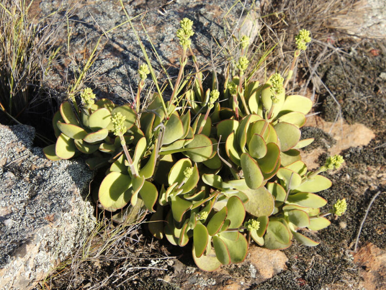 Crassula atropurpurea var. watermeyeri (Velvety Stonecrop)