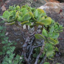 Crassula atropurpurea var. watermeyeri (Velvety Stonecrop)