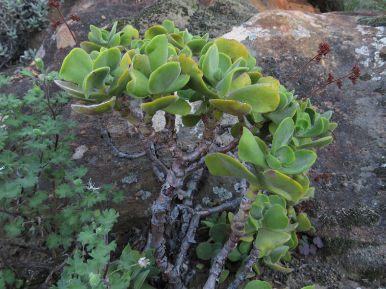 Crassula atropurpurea var. watermeyeri (Velvety Stonecrop)