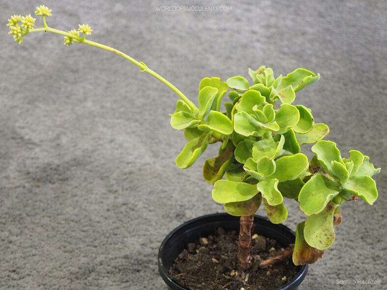 Crassula atropurpurea var. watermeyeri - World of Succulents