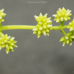 Inflorescence of Crassula atropurpurea var. watermeyeri (Velvety Stonecrop)
