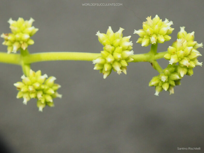 Inflorescence of Crassula atropurpurea var. watermeyeri (Velvety Stonecrop)