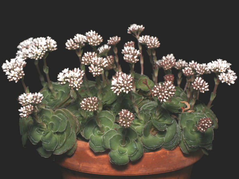 Crassula cremnophila - Miniature Crassula