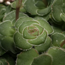 Crassula cremnophila - Miniature Crassula