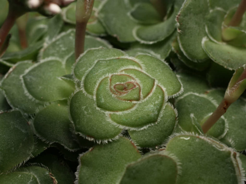 Crassula cremnophila - Miniature Crassula