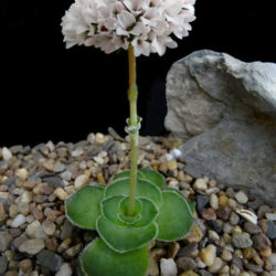 Crassula cremnophila - Miniature Crassula