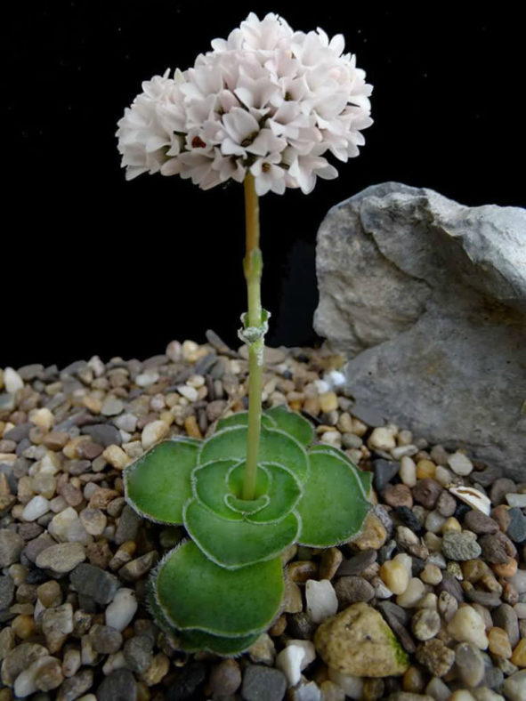 Crassula cremnophila - Miniature Crassula