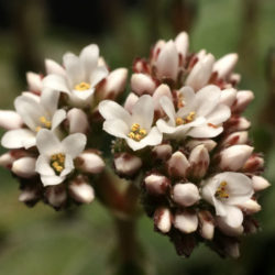 Crassula cremnophila - Miniature Crassula