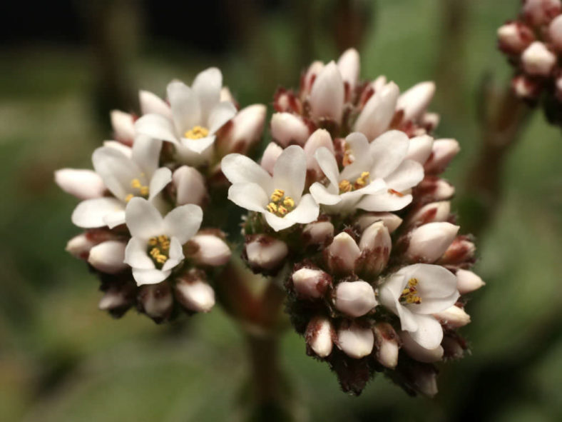 Crassula cremnophila - Miniature Crassula