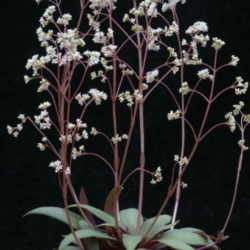 Crassula orbicularis var. rosularis