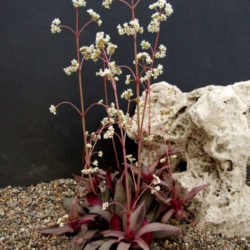Crassula orbicularis var. rosularis