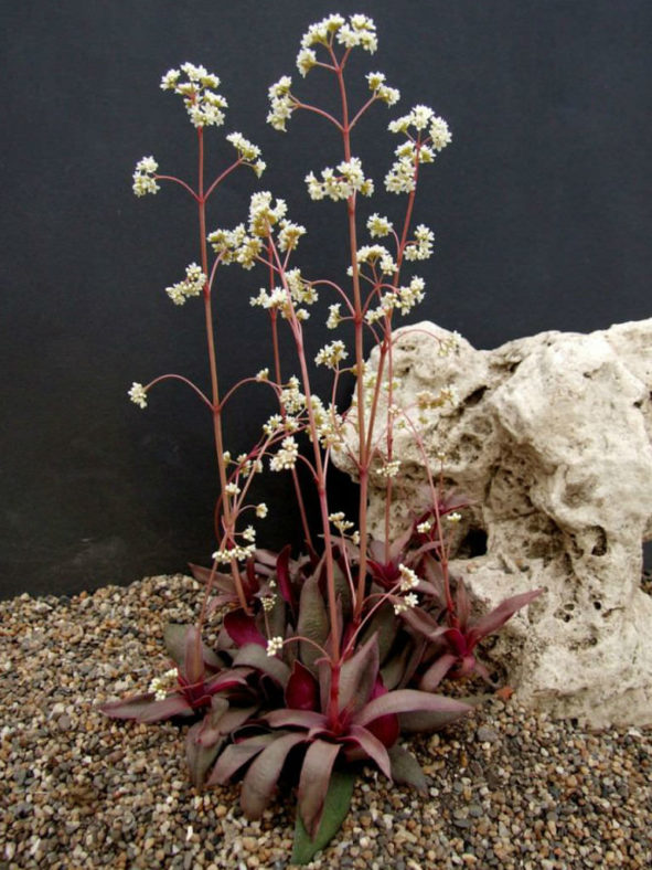 Crassula orbicularis var. rosularis