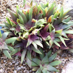 Crassula orbicularis var. rosularis