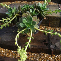 Cremnophila nutans