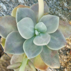 Cremnophila nutans