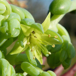 Cremnophila nutans