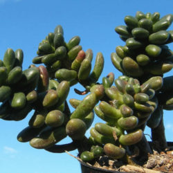 ×Cremnosedum 'Crocodile'