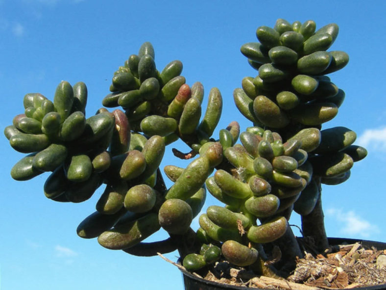 ×Cremnosedum 'Crocodile'