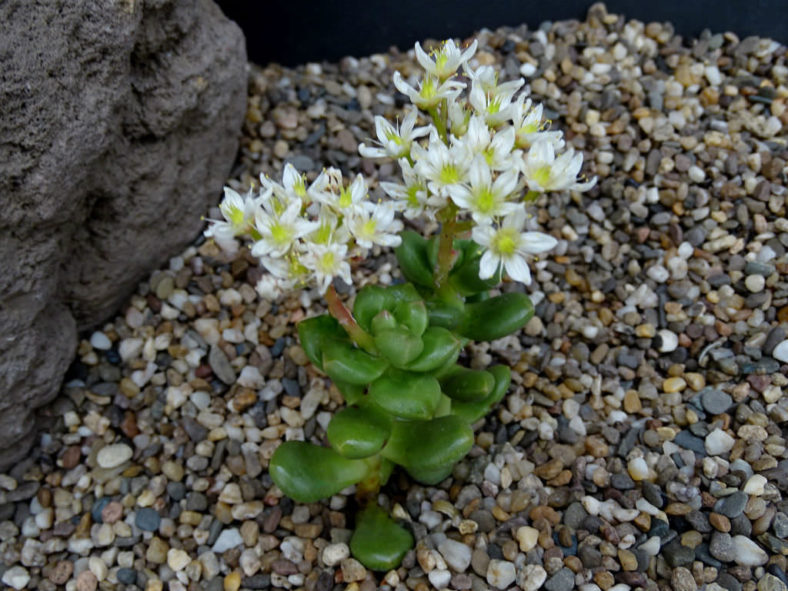 ×Cremnosedum 'Crocodile'