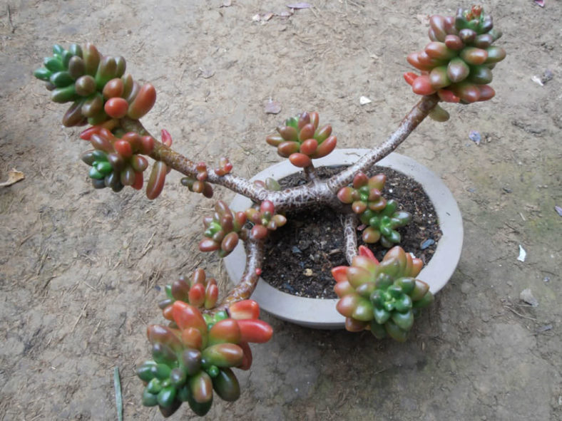 ×Cremnosedum 'Crocodile'