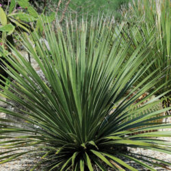 Dasylirion texanum - Texas Sotol