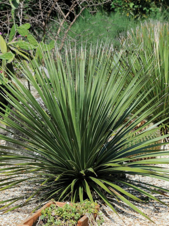 Dasylirion texanum - Texas Sotol