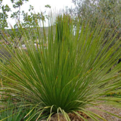 Dasylirion texanum - Texas Sotol