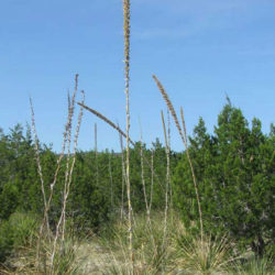 Dasylirion texanum - Texas Sotol