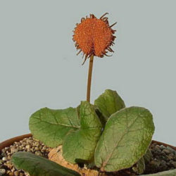 Dorstenia ellenbeckiana