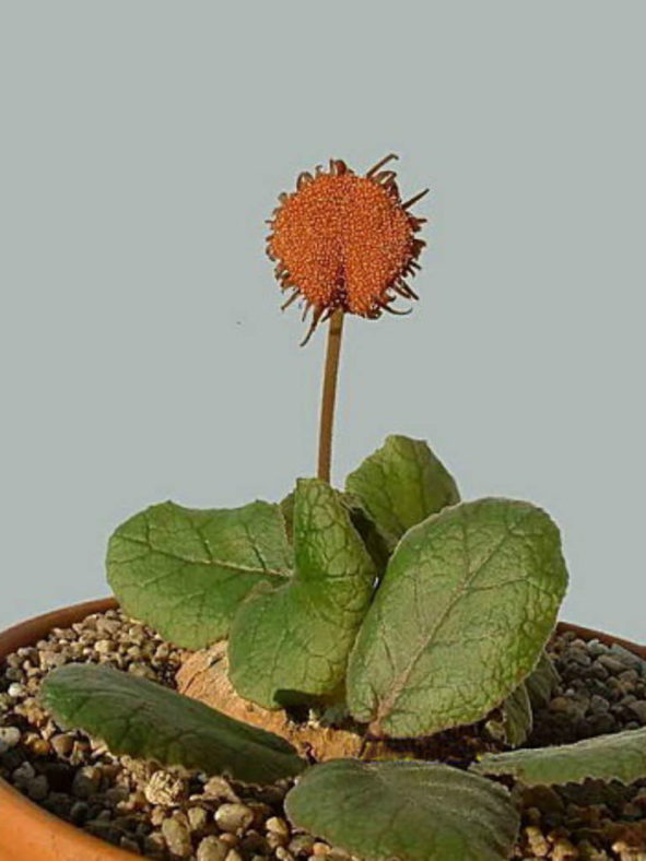 Dorstenia ellenbeckiana
