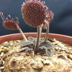 Dorstenia ellenbeckiana