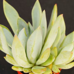 Echeveria 'Apollo'