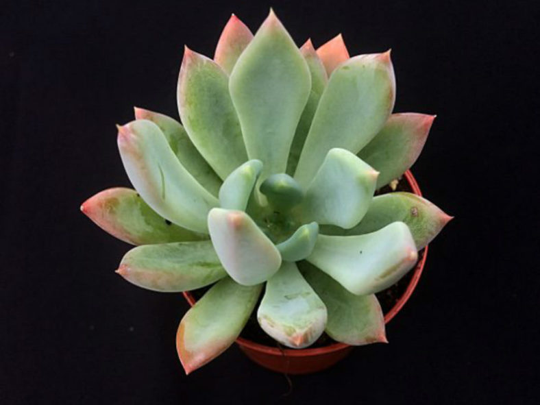 Echeveria 'Apollo'