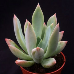 Echeveria 'Apollo'