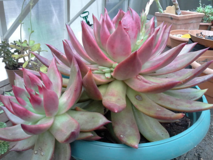 Echeveria 'Frank Reinelt' aka Echeveria agavoides 'Frank Reinelt'