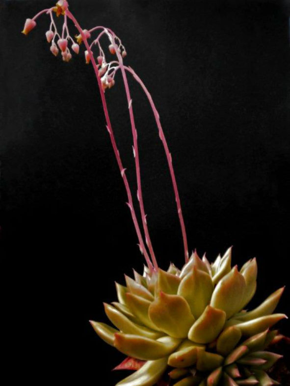 Echeveria 'Frank Reinelt' aka Echeveria agavoides 'Frank Reinelt'