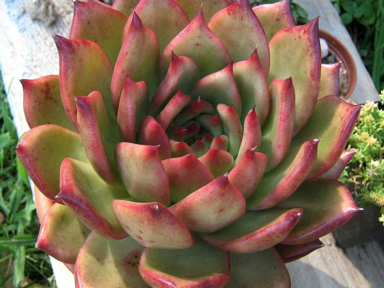 Echeveria 'Frank Reinelt' aka Echeveria agavoides 'Frank Reinelt'