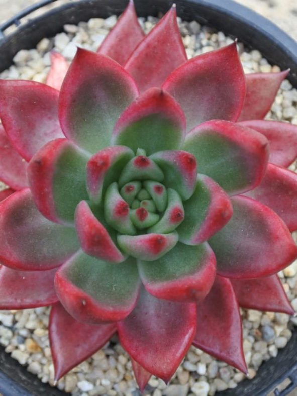 Echeveria 'Frank Reinelt' aka Echeveria agavoides 'Frank Reinelt'