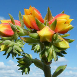 Echeveria 'Giant Mexican Firecracker'