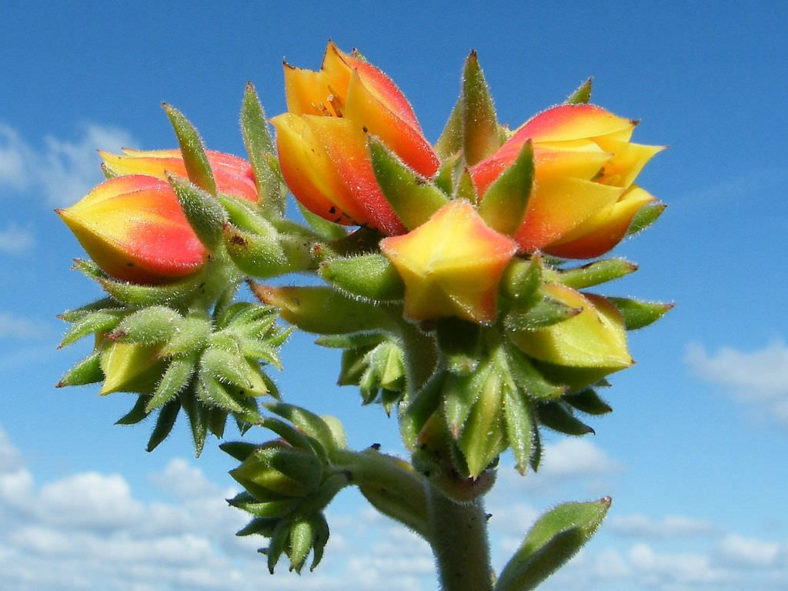 Echeveria 'Giant Mexican Firecracker'